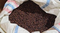 Permintaan Lesu, Harga Cengkeh di Sabang Turun