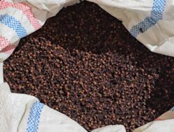 Permintaan Lesu, Harga Cengkeh di Sabang Turun