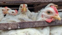 Harga Daging Ayam di Aceh Tengah Turun Jadi Rp65 Ribu Per ekor
