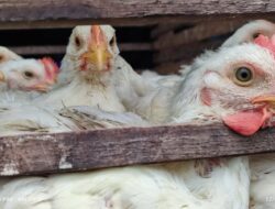 Harga Daging Ayam di Aceh Tengah Turun Jadi Rp65 Ribu Per ekor