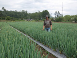Herry Palawija, Petani Milenial yang Menjadi Pengusaha Pertanian Inspiratif