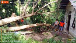 Pohon Tumbang di Sukajaya Sabang Rusak Rumah dan Tutup Badan Jalan, BPBD Lakukan Evakuasi