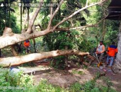 Pohon Tumbang di Sukajaya Sabang Rusak Rumah dan Tutup Badan Jalan, BPBD Lakukan Evakuasi
