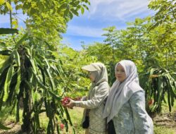 Wisata Petik Buah Naga di Sabang Diburu Pengunjung Selama Musim Liburan