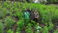 Kodim 0101/Kota Banda Aceh Temukan Ladang Ganja 2,5 Hektar di Pegunungan Indrapuri