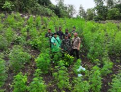 Kodim 0101/Kota Banda Aceh Temukan Ladang Ganja 2,5 Hektar di Pegunungan Indrapuri