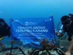 PT Pupuk Iskandar Muda Perkuat Konservasi Laut Lewat Transplantasi Terumbu Karang