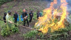 Kodim 0101/KBA Musnahkan Ladang Ganja 2,5 Hektar di Pegunungan Indrapuri