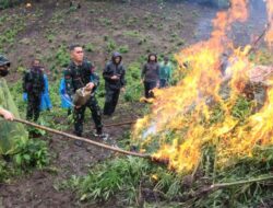 Kodim 0101/KBA Musnahkan Ladang Ganja 2,5 Hektar di Pegunungan Indrapuri