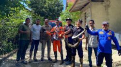 Ular Piton Panjang Empat Meter Mangsa Ayam di Gampong Cot Madhi Blang Bintang