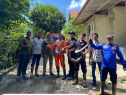 Ular Piton Panjang Empat Meter Mangsa Ayam di Gampong Cot Madhi Blang Bintang