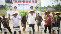 Pimpin Tanam Padi Perdana Pasca Bencana, Sekda Aceh: Jaga Stabilitas Pangan Tetap Aman