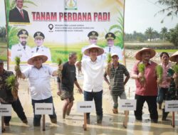 Pimpin Tanam Padi Perdana Pasca Bencana, Sekda Aceh: Jaga Stabilitas Pangan Tetap Aman