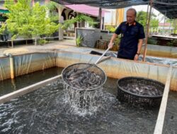 Dukung Asta Cita Presiden, Warga Binaan Lapas Meulaboh Sukses Panen 358 Kg Ikan Lele