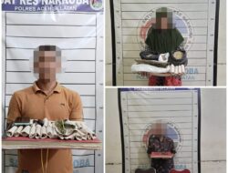 Polres Aceh Selatan Tangkap Pengedar dan penanam Beserta 110 Batang Ganja Diamankan