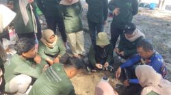 Konservasi Dugong Pertama di Aceh, Natural Aceh dan Yayasan KEHATI Tanam Lamun di Lamreh