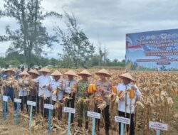 Sinergi Pemda dan Polda Aceh, Panen Raya Jagung Kuartal II Digelar di Singkil Utara