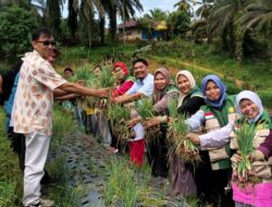 Panen Perdana Bawang Merah Tss Di Aceh Singkil, Bukti Nyata Kolaborasi Pemkab Dan Mitra Pembangunan