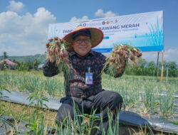 Panen Perdana Bawang Merah di Lahan Pascabanjir, Bank Indonesia Aceh Membangun Model Pemulihan Ekonomi Masyarakat Berbasis Pertanian