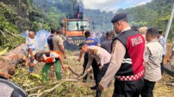 Polsek Sawang bersama Aparat Gabungan Respons Cepat Evakuasi Pohon Tumbang di Jalan Nasional