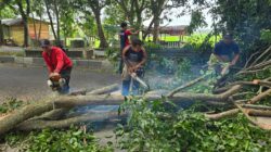 BPBD Aceh Besar Tangani Tujuh Kejadian Akibat Angin Kencang