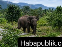 Gajah Kejar Warga di Kawasan Kebun Desa Buter, Minta BKSDA Segera Turun Tangan