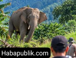 Gajah Liar Ganggu Warga di Ketol, BKSDA Takengon Siapkan Tim Turun ke Lapangan