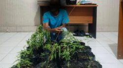 Tanam Ganja di Pekarangan Rumah Pria Gampong Lamdom Diamankan Polisi, 16 Polybag Tanaman Disita