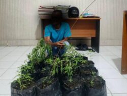 Tanam Ganja di Pekarangan Rumah Pria Gampong Lamdom Diamankan Polisi, 16 Polybag Tanaman Disita