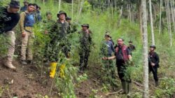 Polda Aceh Ungkap 18 Hektare Ladang Ganja di Aceh Utara, Empat Terduga Pelaku Diamankan