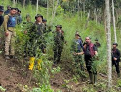 Polda Aceh Ungkap 18 Hektare Ladang Ganja di Aceh Utara, Empat Terduga Pelaku Diamankan